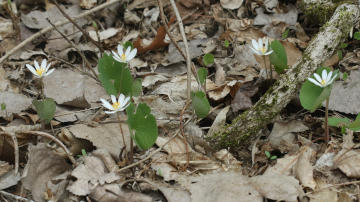 patch of bloodroot flowers and leaves