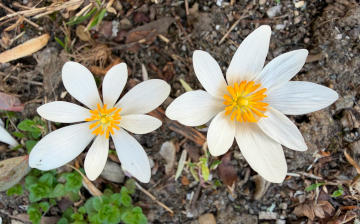 Bloodroot