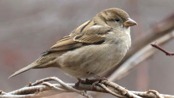 house sparrow