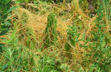 dodder