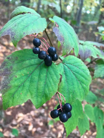 maple-leaf viburnum leaves and berries