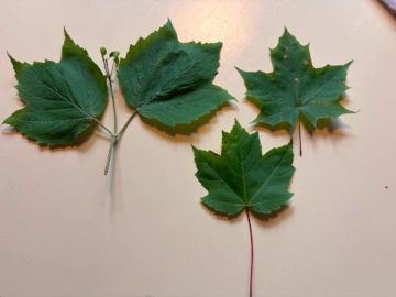 comparing maple-leaf viburnum leaves with maple leaves