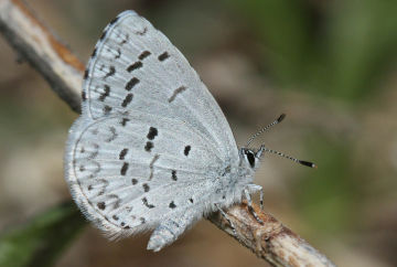 spring azure butterfly