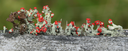 British soldier lichen