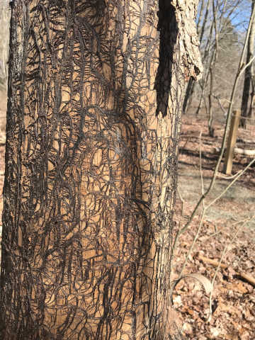 script lichen
