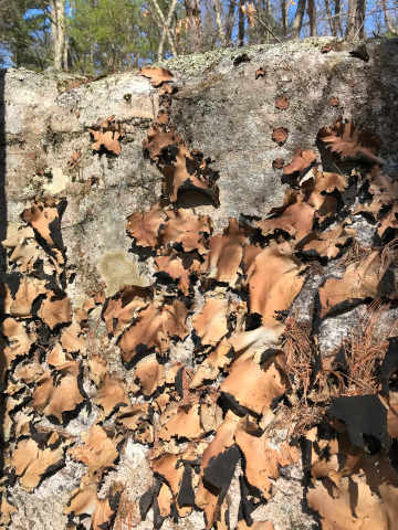 fallen leaf lichen