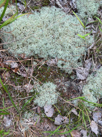 a local lichen