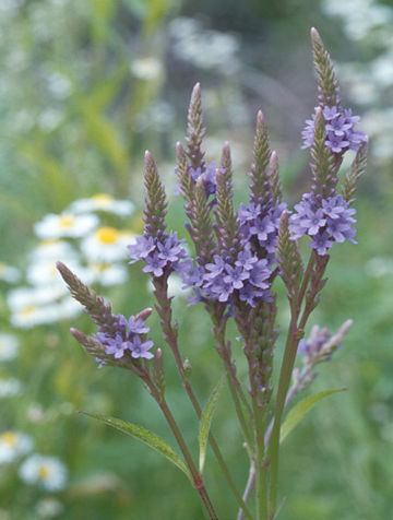 blue vervain