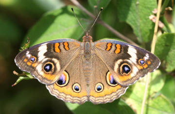 blue vervain with common buckeye butterfly