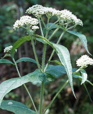 boneset