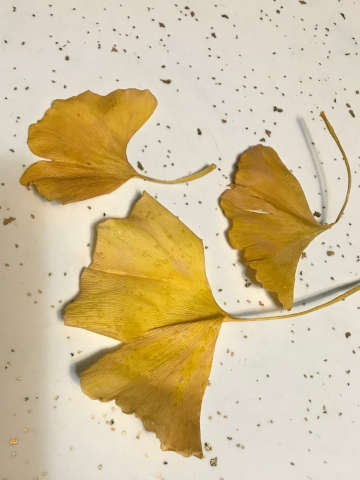 yellow ginkgo leaves on the ground