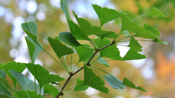 green ginkgo leaves