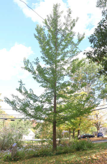 ginkgo tree