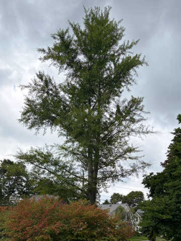 ginkgo tree