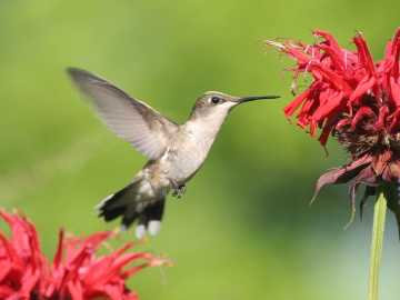 female ruby-throated hummingbird