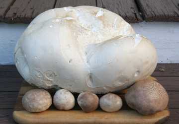 puffballs