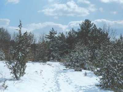 snowy trail