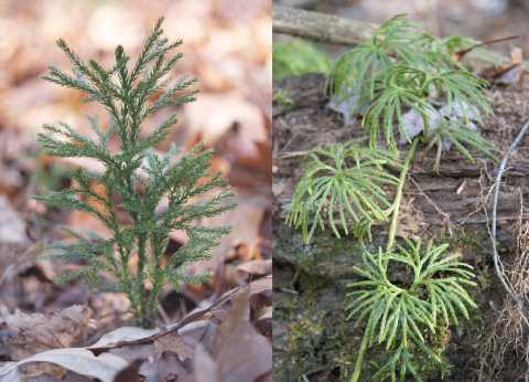 Princess pine, Ground cedar