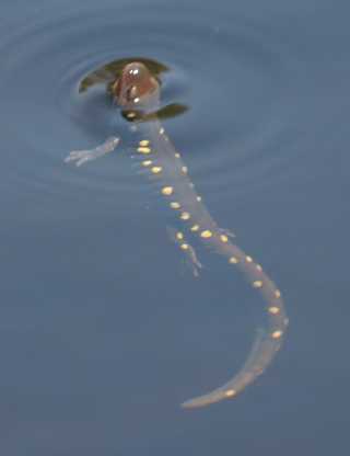 spotted salamander