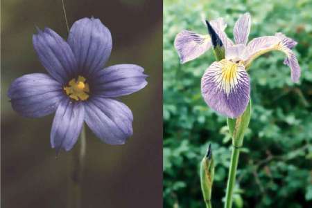 blue-eyed grass, large blue flag iris