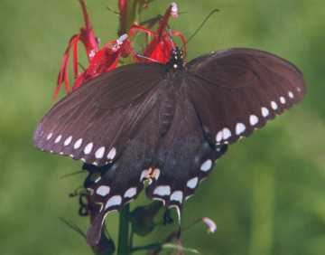 swallowtail butterfly