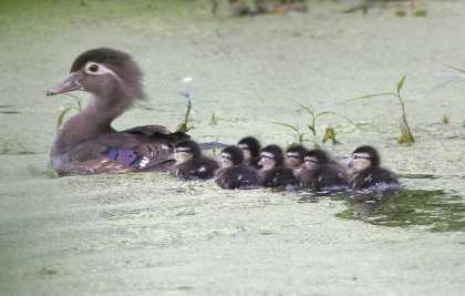 seven wood duck ducklings and mother