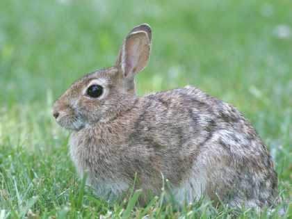 full-grown Eastern cottontail