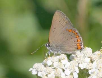 coral hairstreak butterfly