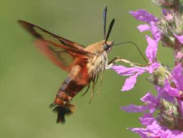 hummingbird clearwing moth