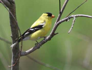 male goldfinch