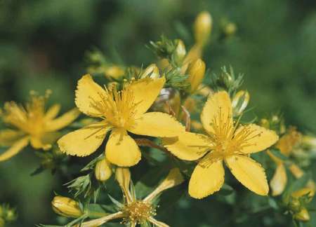 St. Johnswort