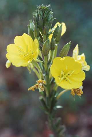 common evening primrose