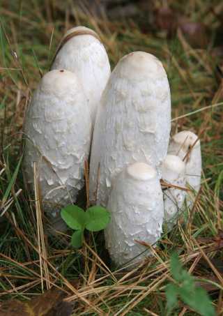 shaggy mane mushrooms