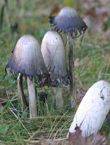 shaggy mane mushrooms - inky caps