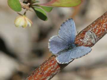 spring azure butterfly