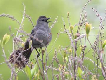 gray catbird