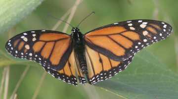 monarch butterfly