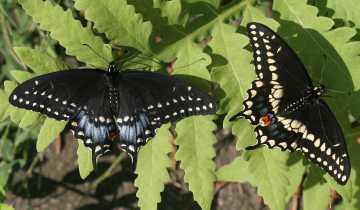 Black swallowtails