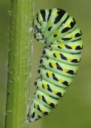 black swallowtail caterpillar