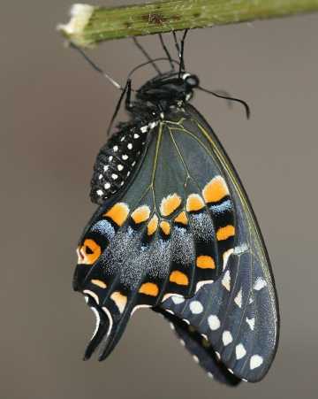 emerging black swallowtail