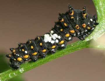 early-stage black swallowtail caterpillar