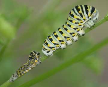 black swallowtail caterpillar after shedding skin