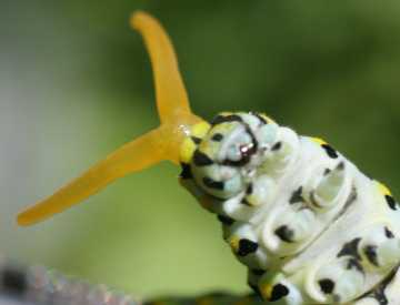This black swallowtail caterpillar head with 