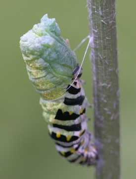 half green chrysalis, half caterpillar skin
