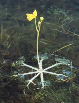  swollen bladderwort