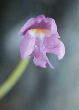purple bladderwort