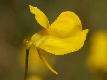 horned bladderwort