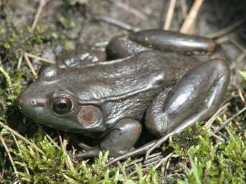 Monster Bull Frogs in our pasture pond. Apparently they're