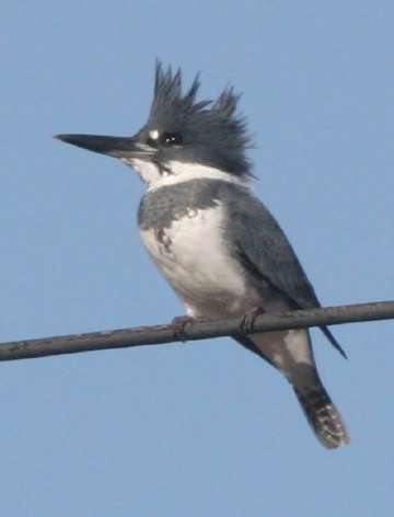 Belted Kingfisher Look-out Perch