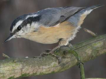 red-breasted nuthatch